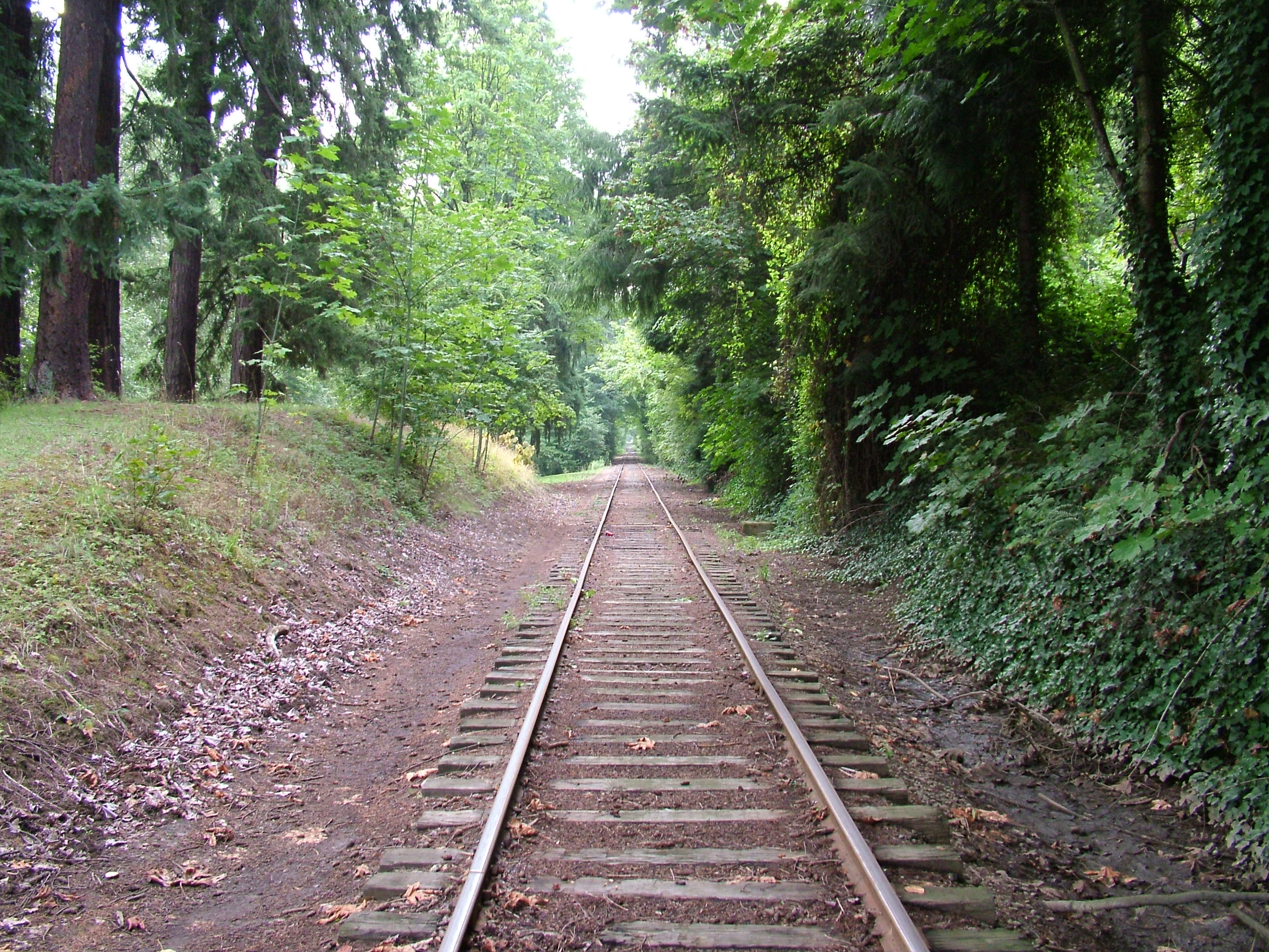 tracks-along-river-1450575